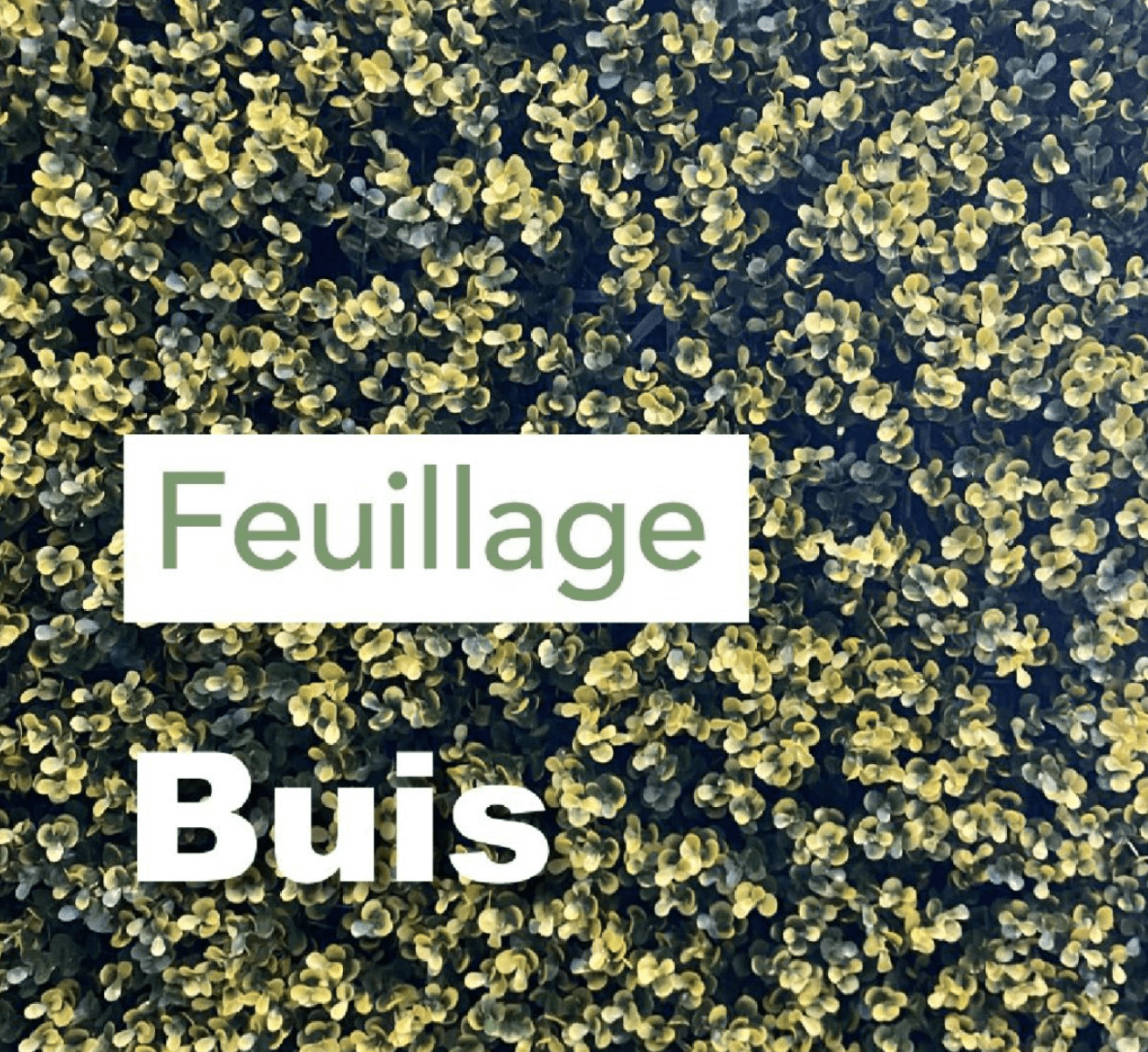 100X100 FEUILLAGE BUIS