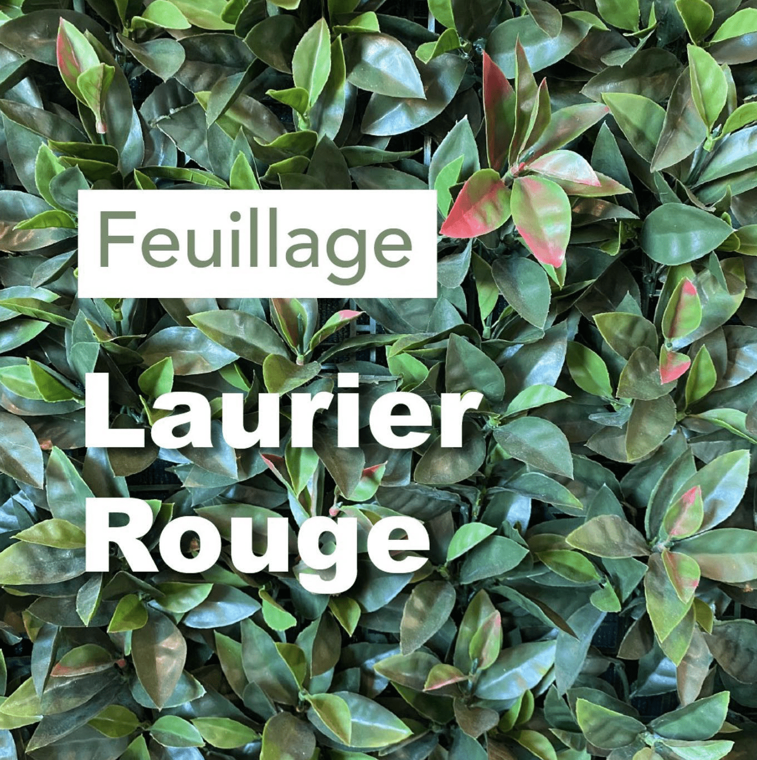 100X100 FEUILLAGE LAURIER ROUGE