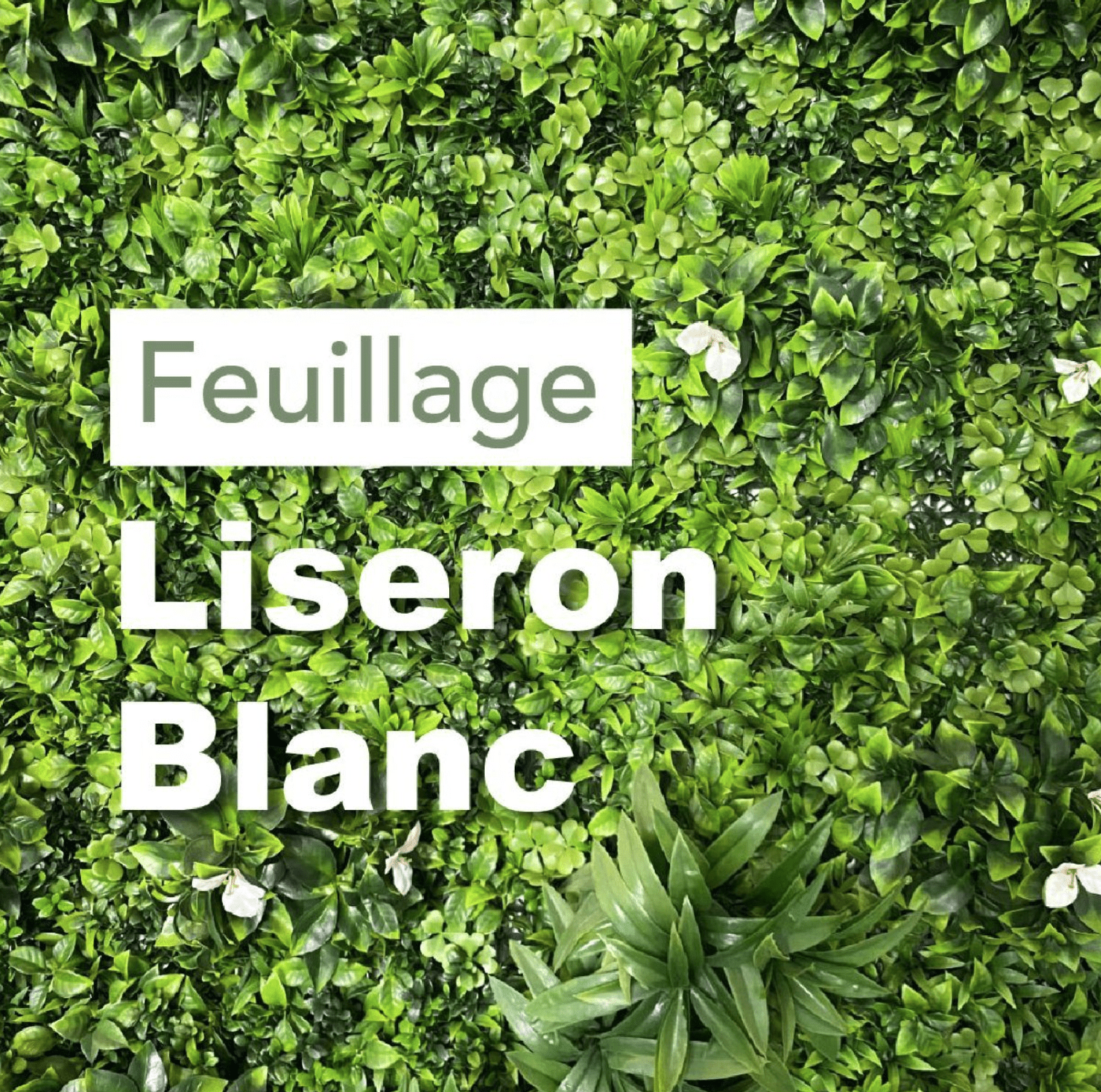 100X100 MUR VEGETAL LISERON